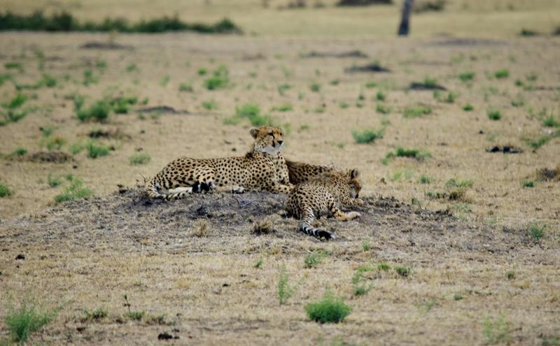 Mis días de safari en Uganda, Kenia y Zanzíbar.. Os lo intento contar - Blogs de Africa Este y Centro - Masai Mara.. Primer contacto (9)