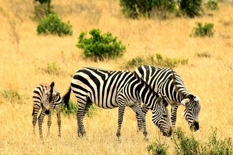 Mis días de safari en Uganda, Kenia y Zanzíbar.. Os lo intento contar - Blogs de Africa Este y Centro - Recorremos Masai Mara de un extremo a otro.. ¡Qué lugar! (20)