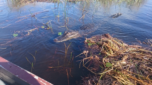 Everglades National Park y Cayo Vizcaíno - Ruta por Florida (2016): 18 días (5)