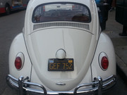 beetle3.jpg