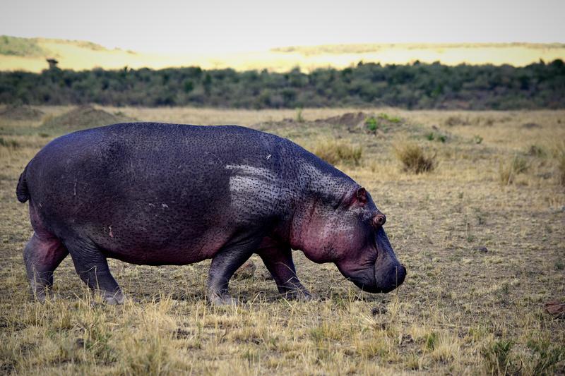 Mis días de safari en Uganda, Kenia y Zanzíbar.. Os lo intento contar - Blogs de Africa Este y Centro - Recorremos Masai Mara de un extremo a otro.. ¡Qué lugar! (28)