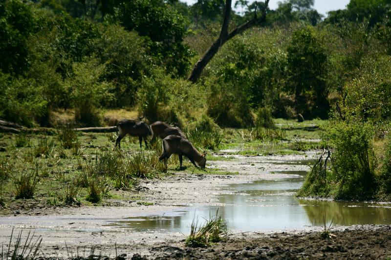 Mis días de safari en Uganda, Kenia y Zanzíbar.. Os lo intento contar - Blogs de Africa Este y Centro - Nuestra pequeña versión del cruce (8)