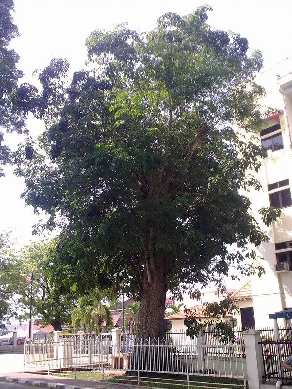 pokok getah paling tua di malaysia