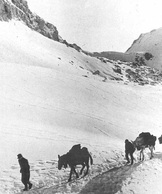 Columna de tropas alpinas transportando pertrechos en mulas por la cordillera del Cáucaso, verano de 1942. Las mulas eran imprescindibles para el transporte en los difíciles terrenos de montaña
