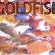 Goldfish