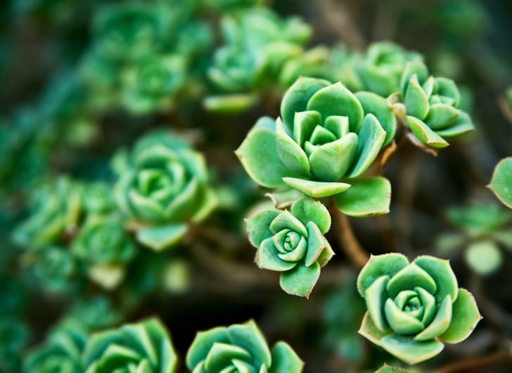 There are so many types of succulents to choose from